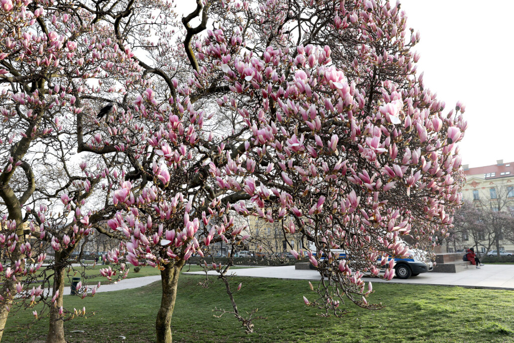 Procvjetala magnolija na Trgu kralja Tomislava u Zagrebu - 6