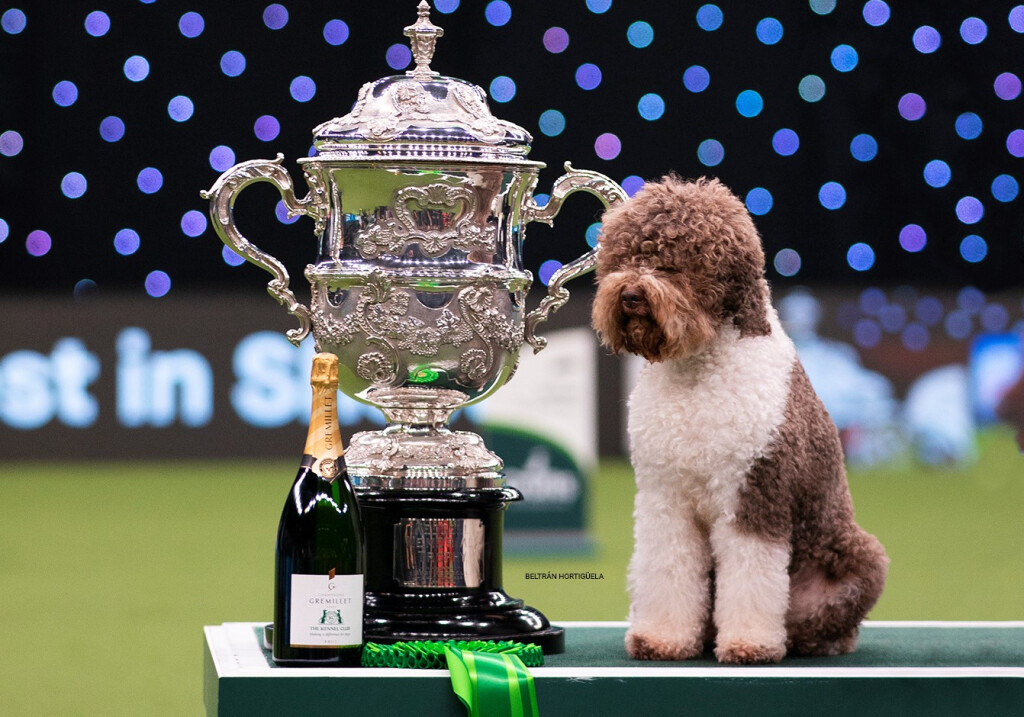 Orca, najljepši pas na svijetu