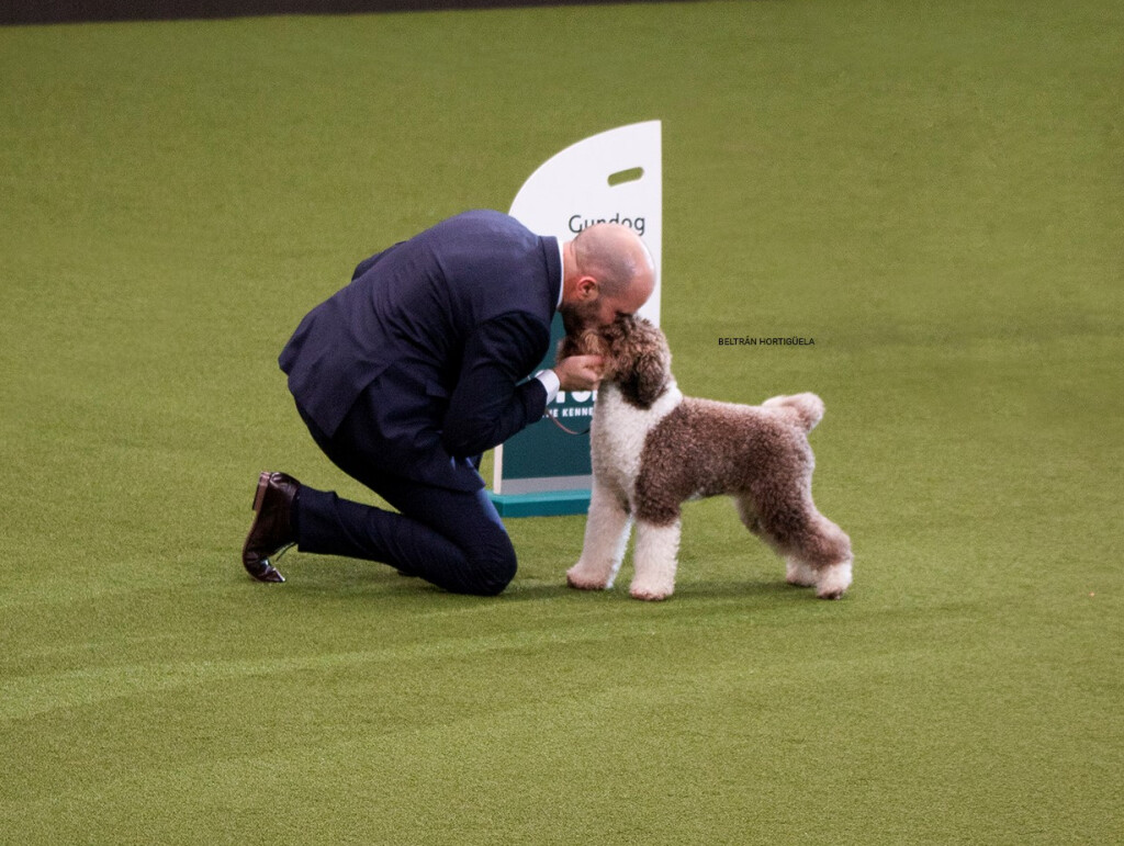 Orca, najljepši pas na svijetu