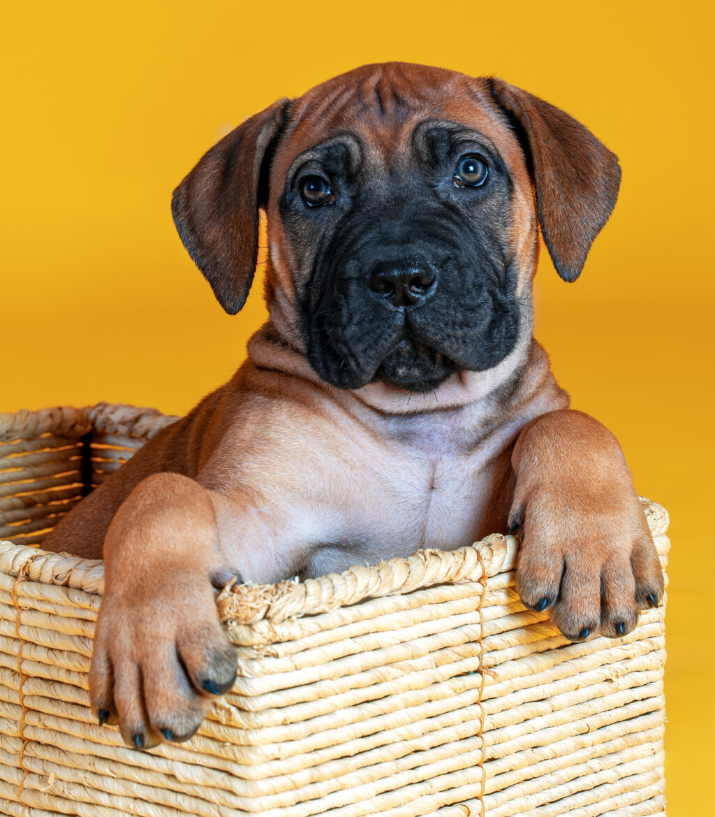 Bullmastiff