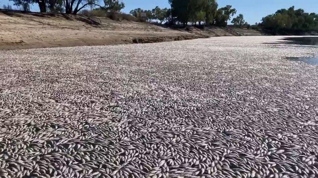 Pomor ribe u Australiji