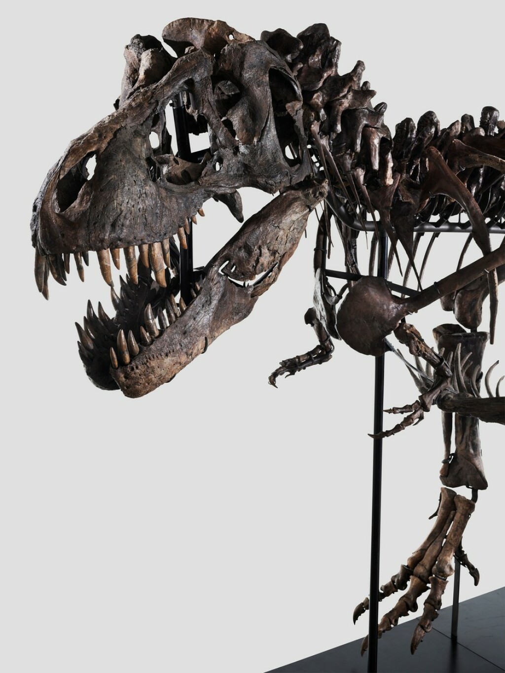 Glava tiranosaura znala je biti duga oko 1,5 metara