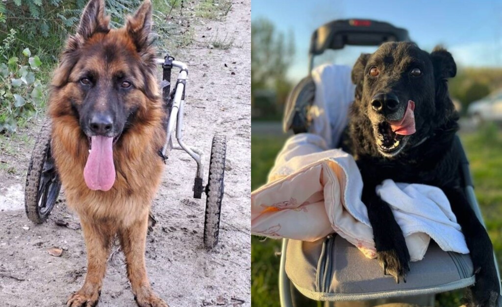 Leteći odred iz osječkog azila