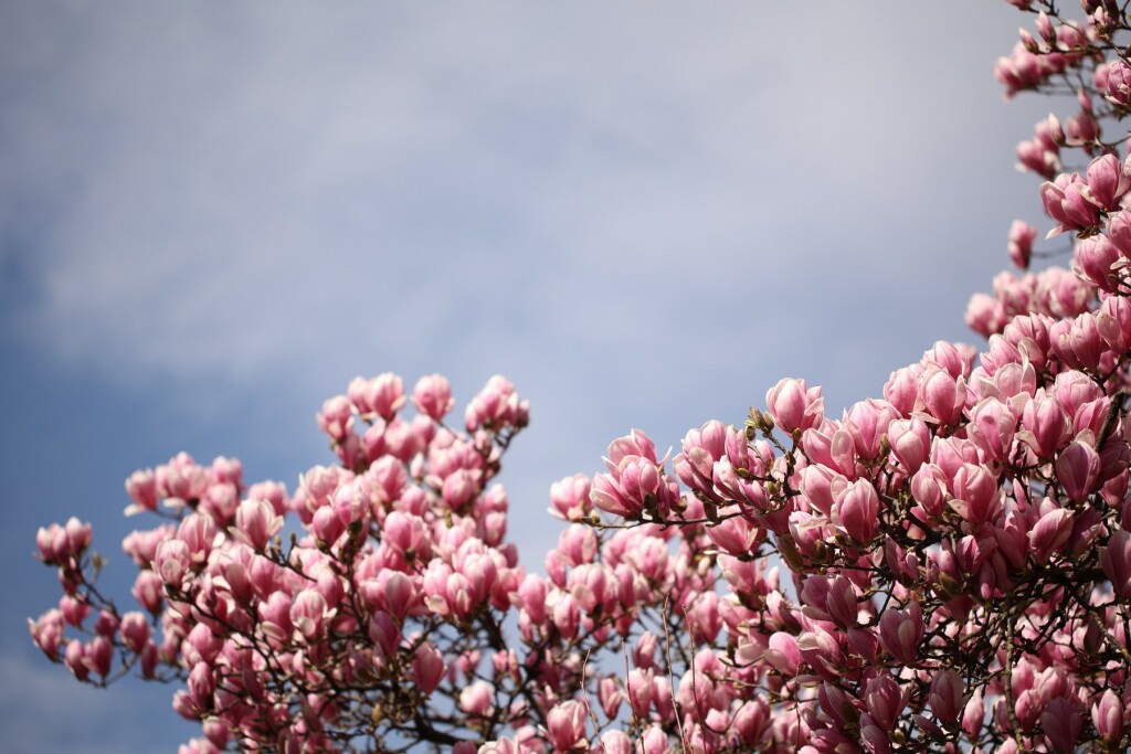 Rascvjetala magnolija u parku Ribnjak