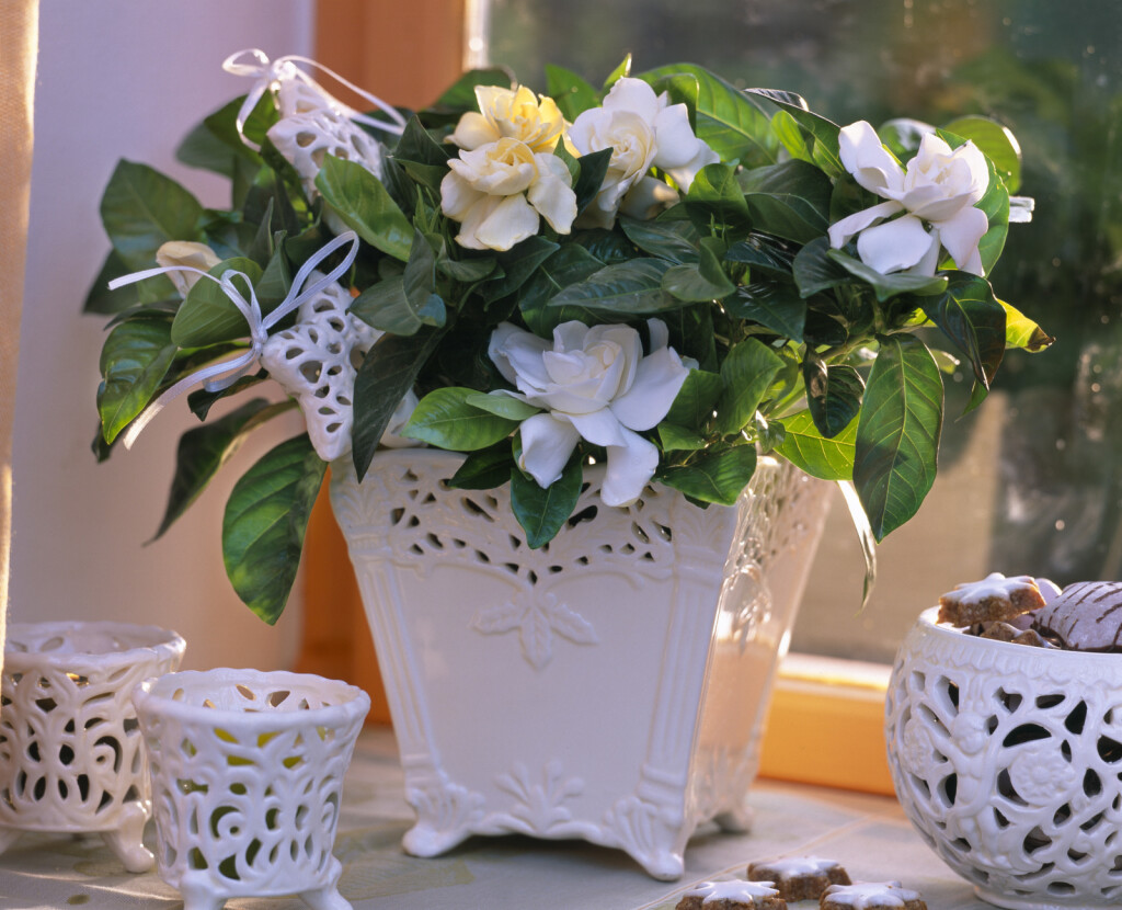 Gardenija najviše voli mjesta bez izravne sunčeve svjetlosti - 2