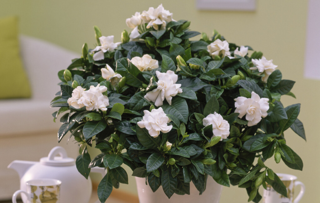 Gardenija najviše voli mjesta bez izravne sunčeve svjetlosti - 4