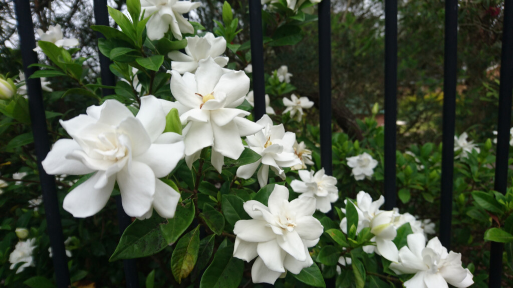 Gardenija ima kremasto bijele cvjetove i sjajno, tamnozeleno lišće
