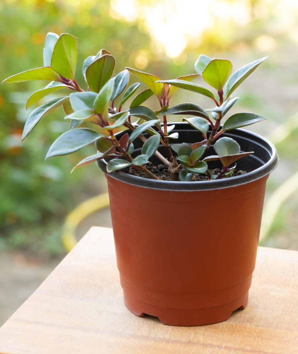 Ešinant Mona Lisa na početku rasta