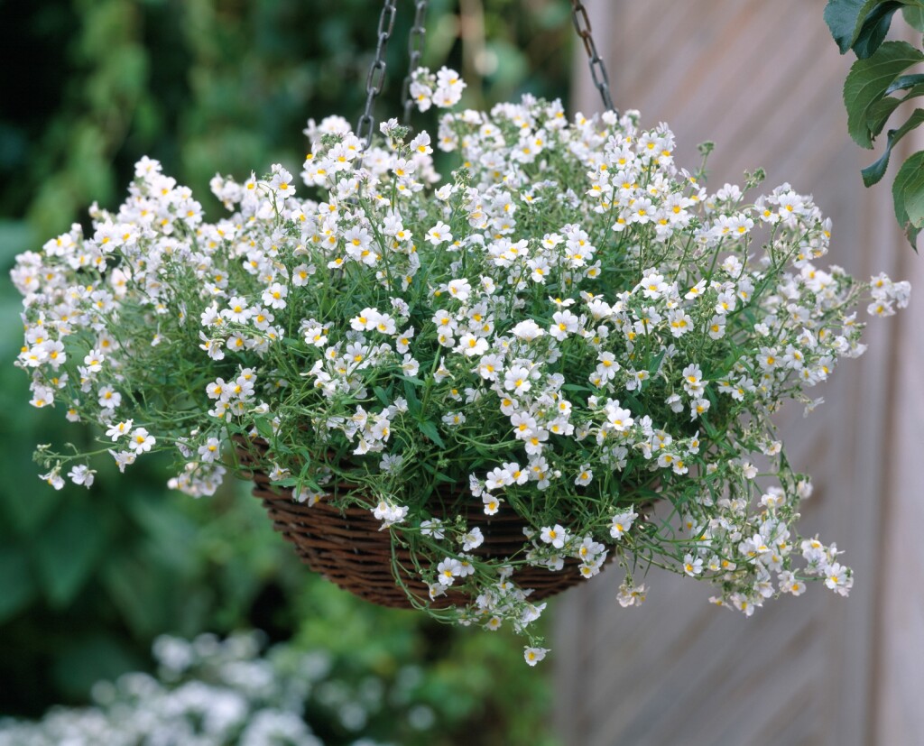 Nemezija bi mogla postati nova zvijezda vašeg balkona