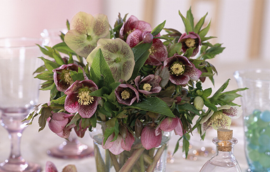 Kukurijek cvjeta krajem zime ili u rano proljeće, često tijekom razdoblja korizme - 10