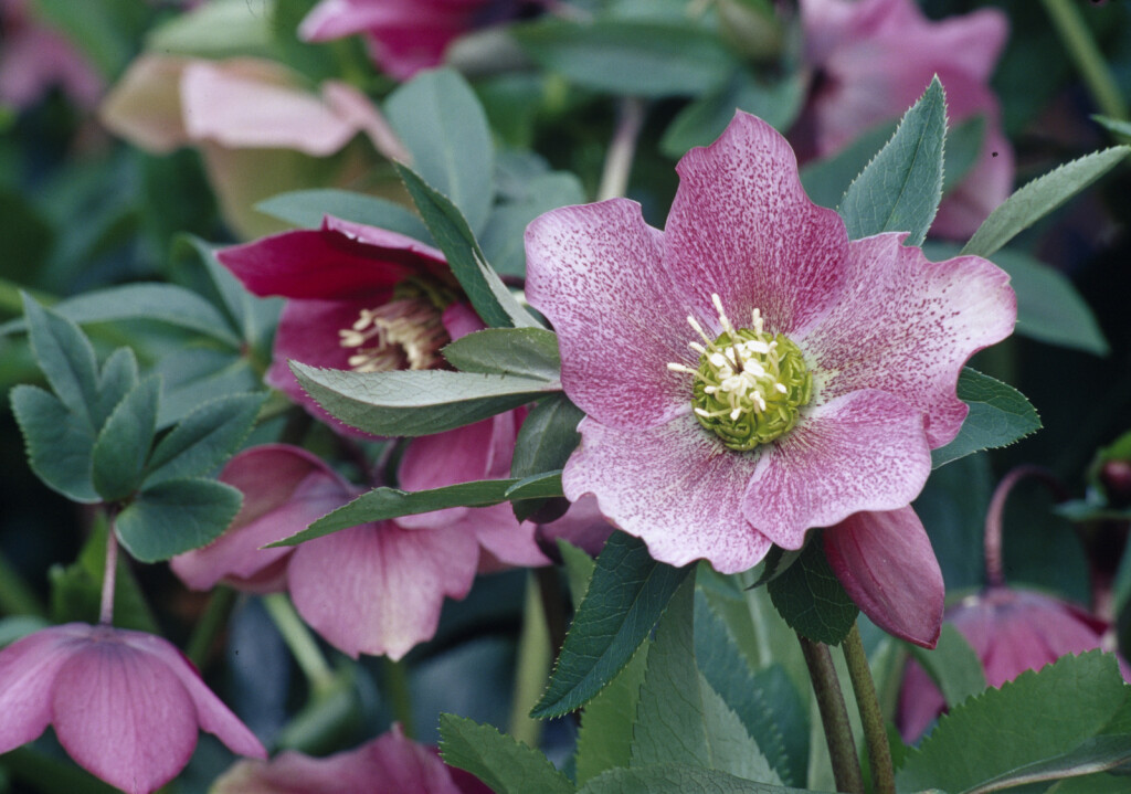 Kukurijek cvjeta krajem zime ili u rano proljeće, često tijekom razdoblja korizme - 13