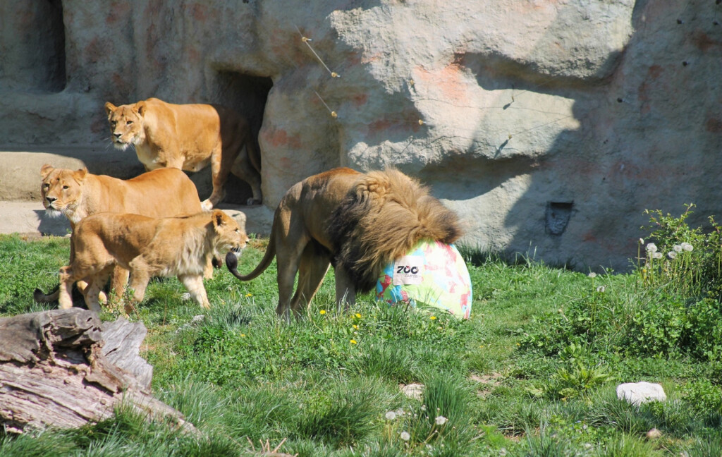Zekanje u zagrebačkom Zoo vrtu na Uskrsni ponedjeljak - 4