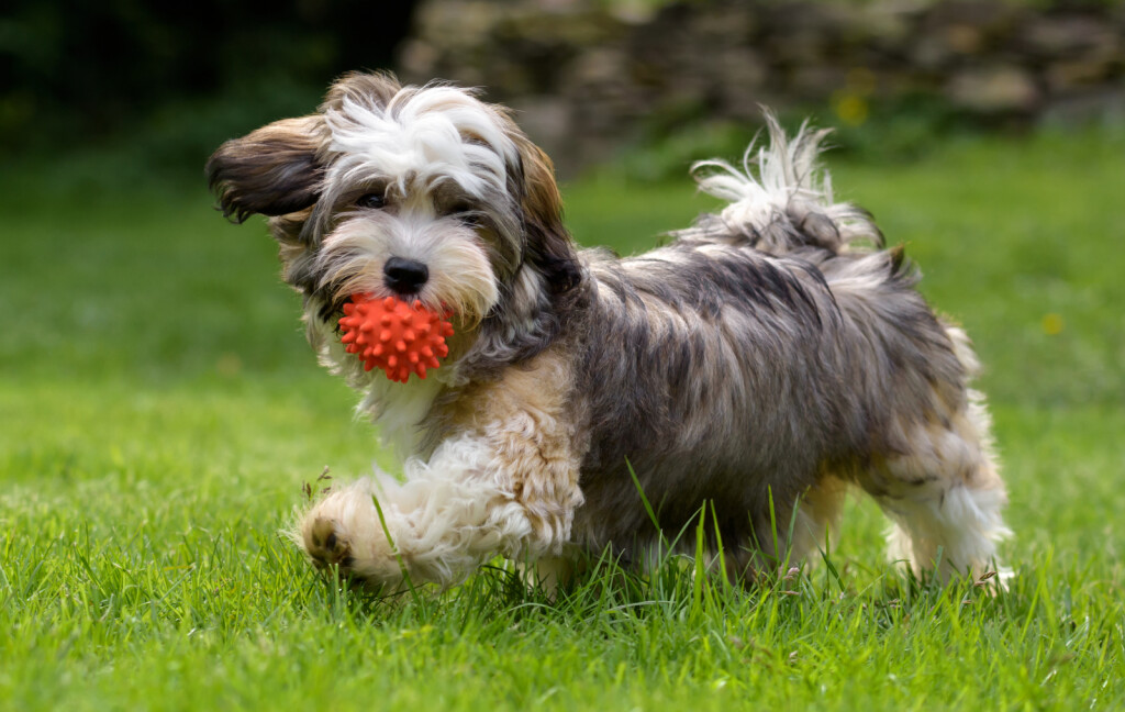 Havanezer s lopticom