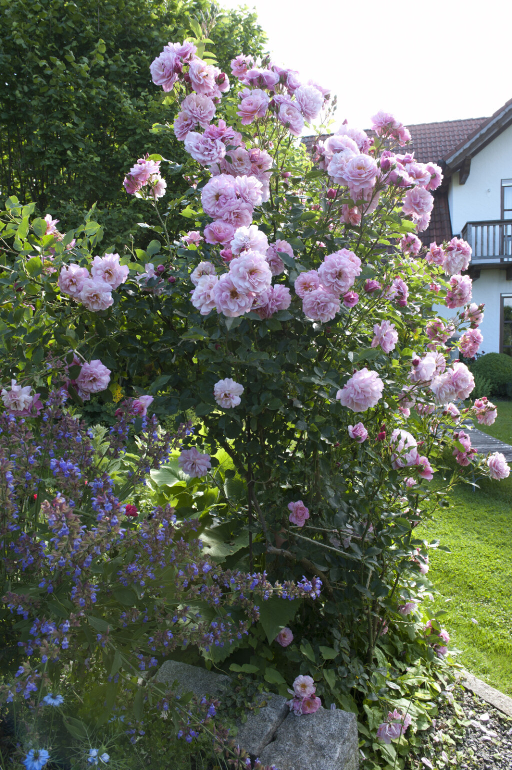 Sanjivo dvorište s ružama i puno zelenila - 4