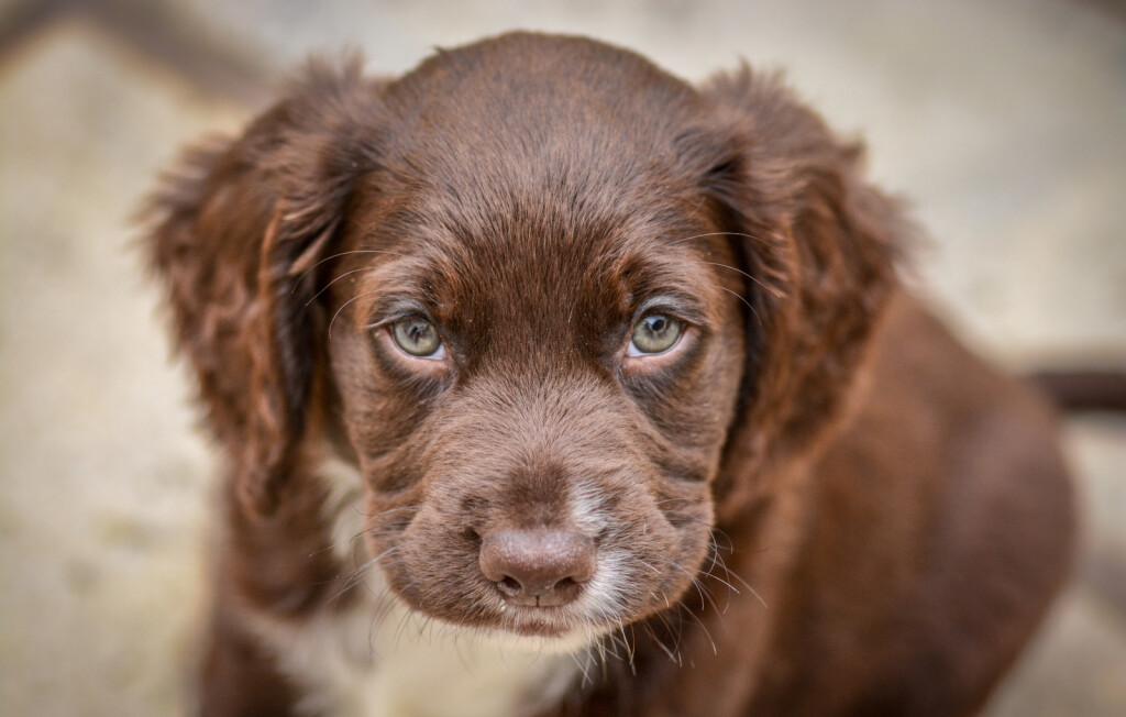 Štene koker španijela