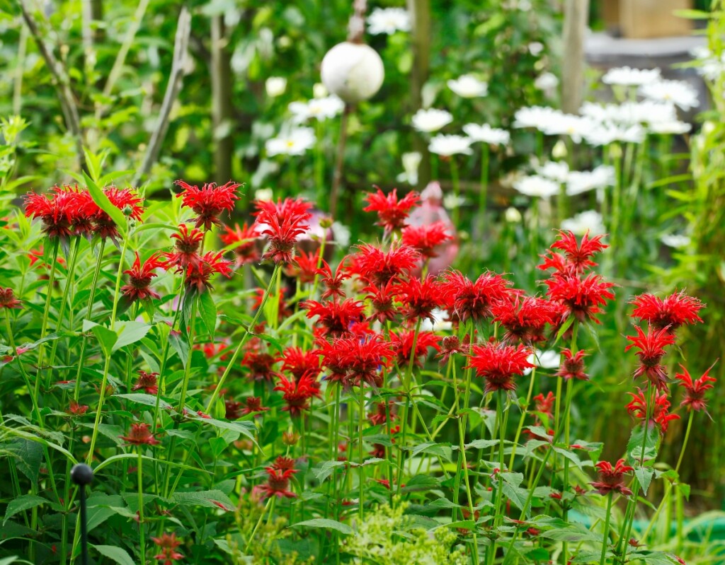 Monarda