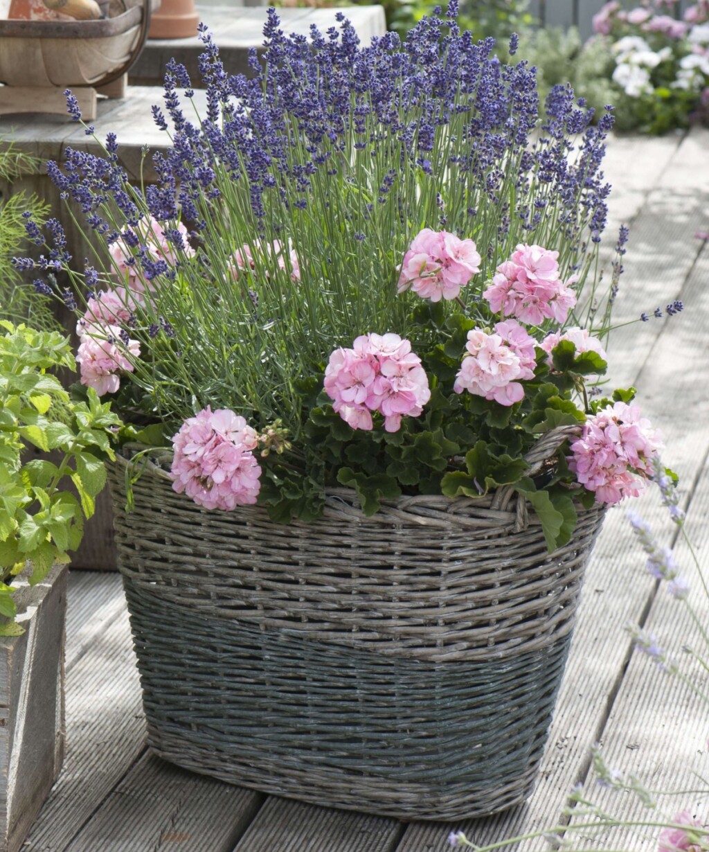 Pelargonija i lavanda vole sunce, ali i male balkone