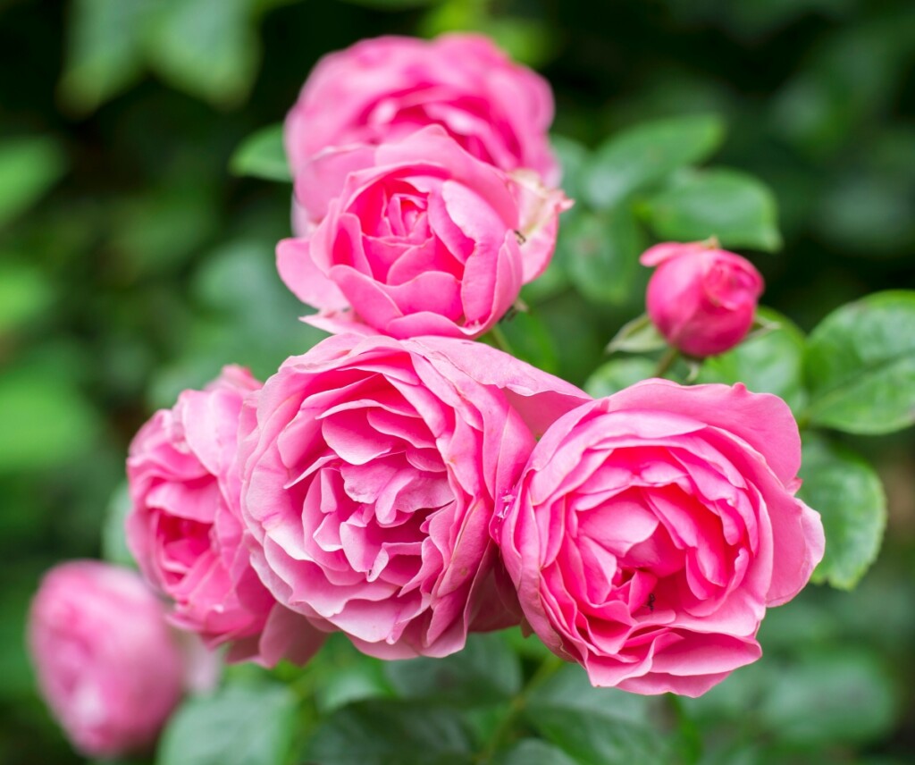 Osluškujte vrijeme i biljku i nećete pogriješiti