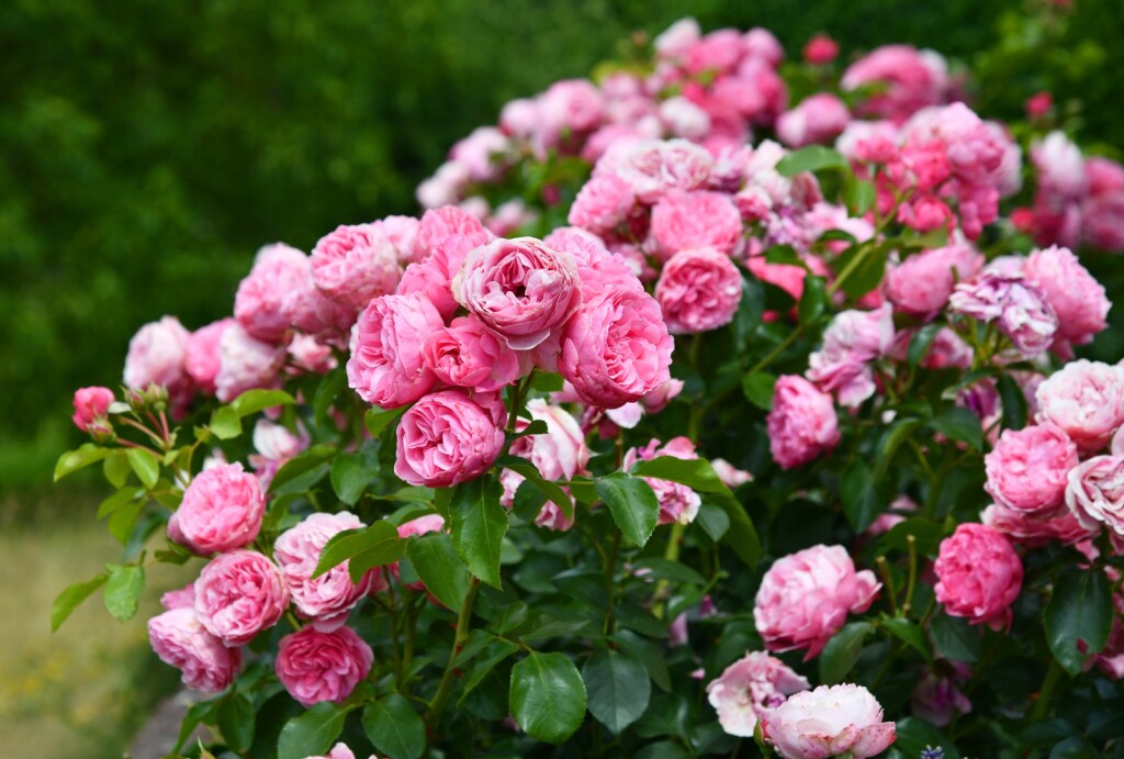 Ruže će predivno cvasti nakon pravilne rezidbe