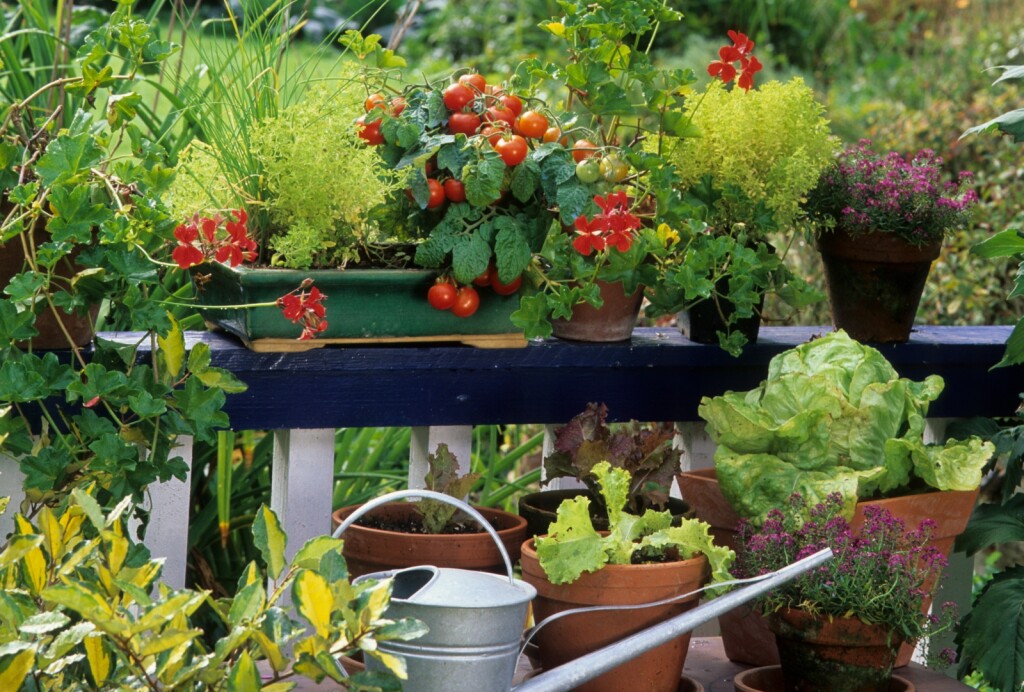 Neke vrste povrća idealne su za uzgoj na balkonu
