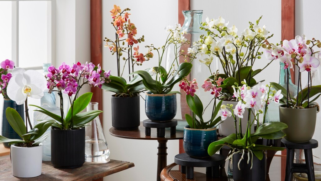 Orhideje