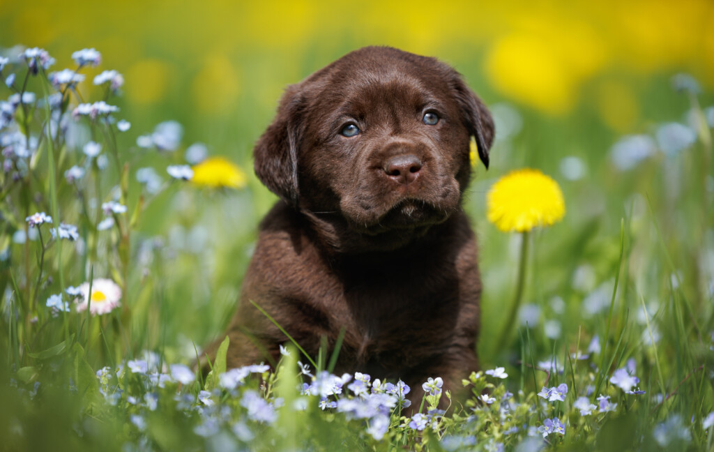 Štene labrador retrivera