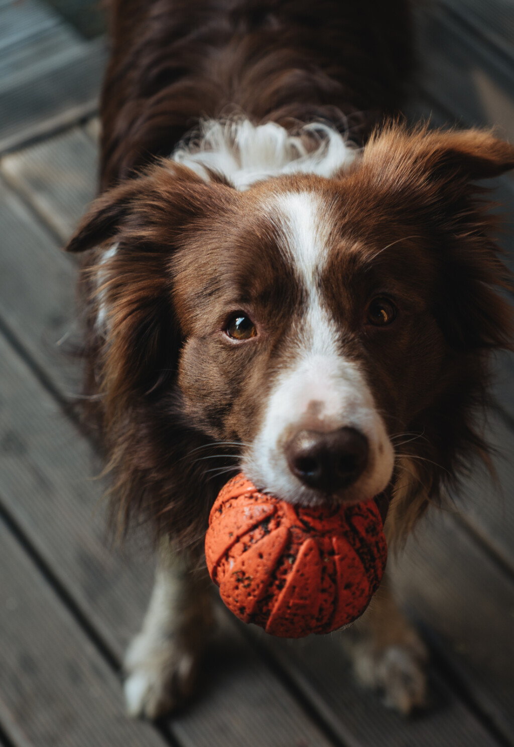 Čokoladno smeđi Border Collie