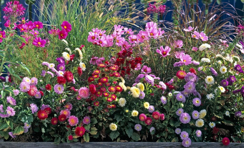 Lijepe kate rastu dugi niz godina