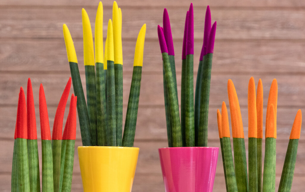 Sanseveria cylindrica ili cilindrična sablja je sukulentna biljka porijeklom iz Angole - 13