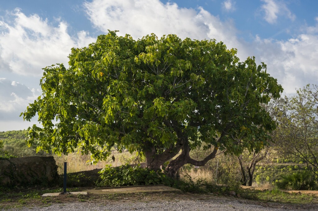Smokva ima vrlo invazivno korijenje