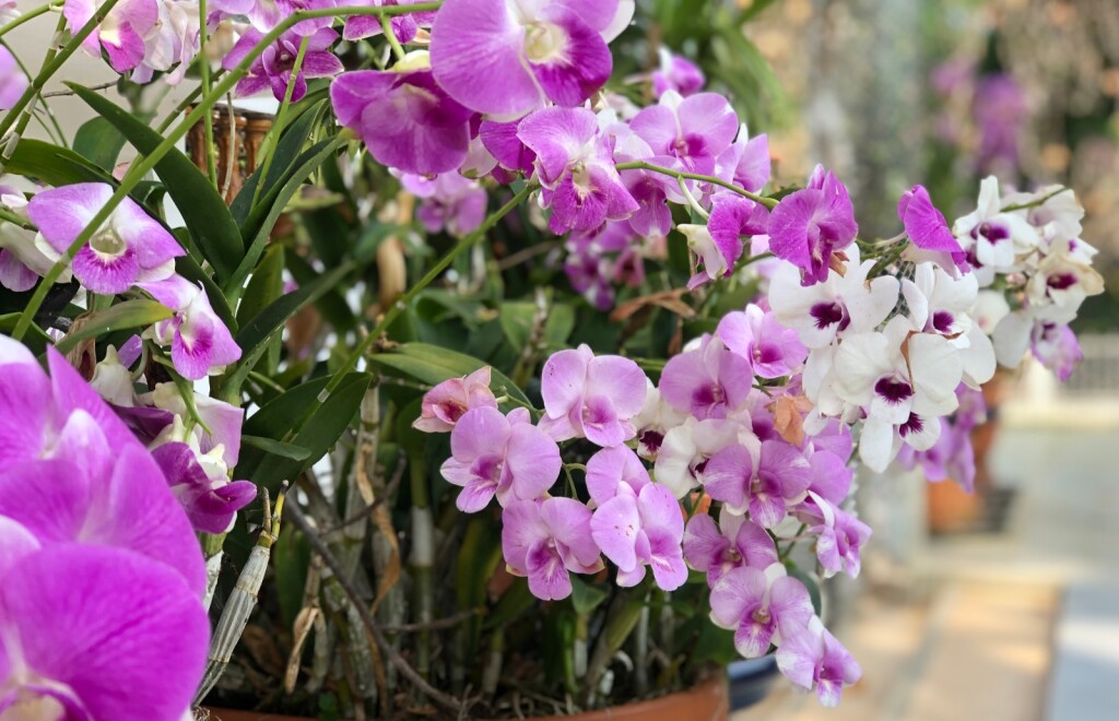 Orhideje uz pravilnu njegu mogu uspijevati i vani