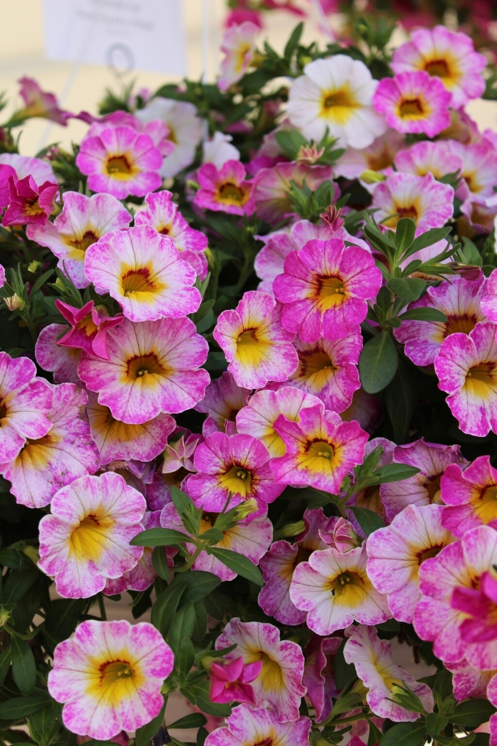 Calibrachoa