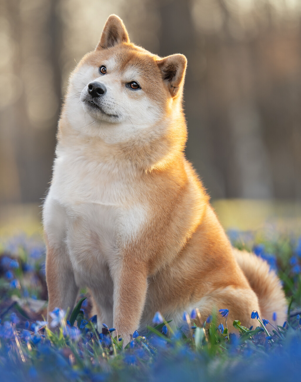 Shiba inu