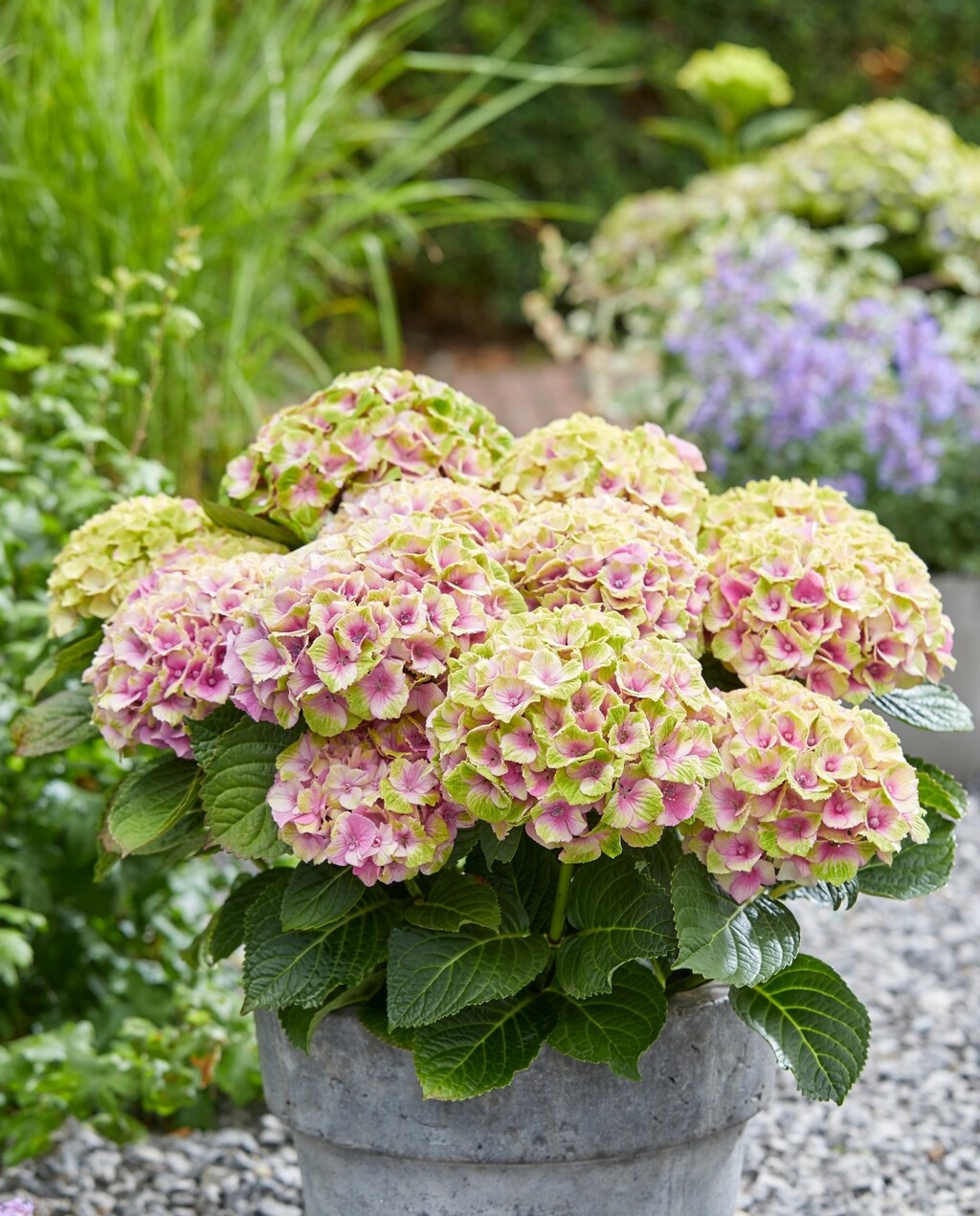 Hortenzije