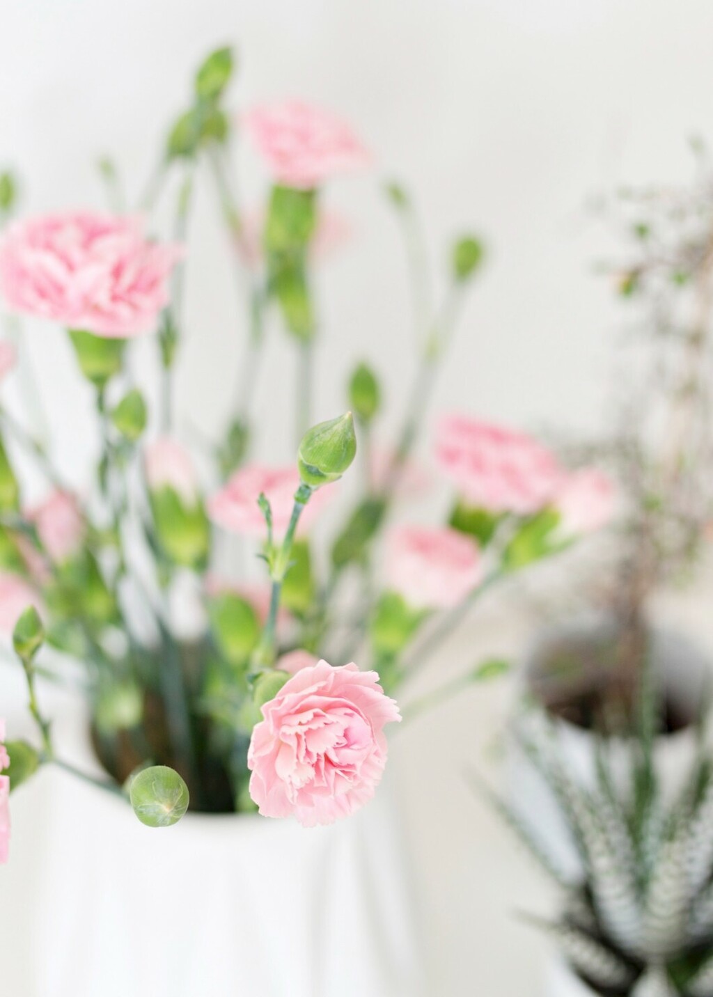 Ružičasti karanfili