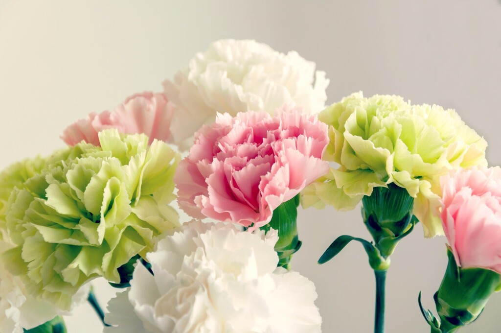 Svaka boja karanfila ima određenu simboliku