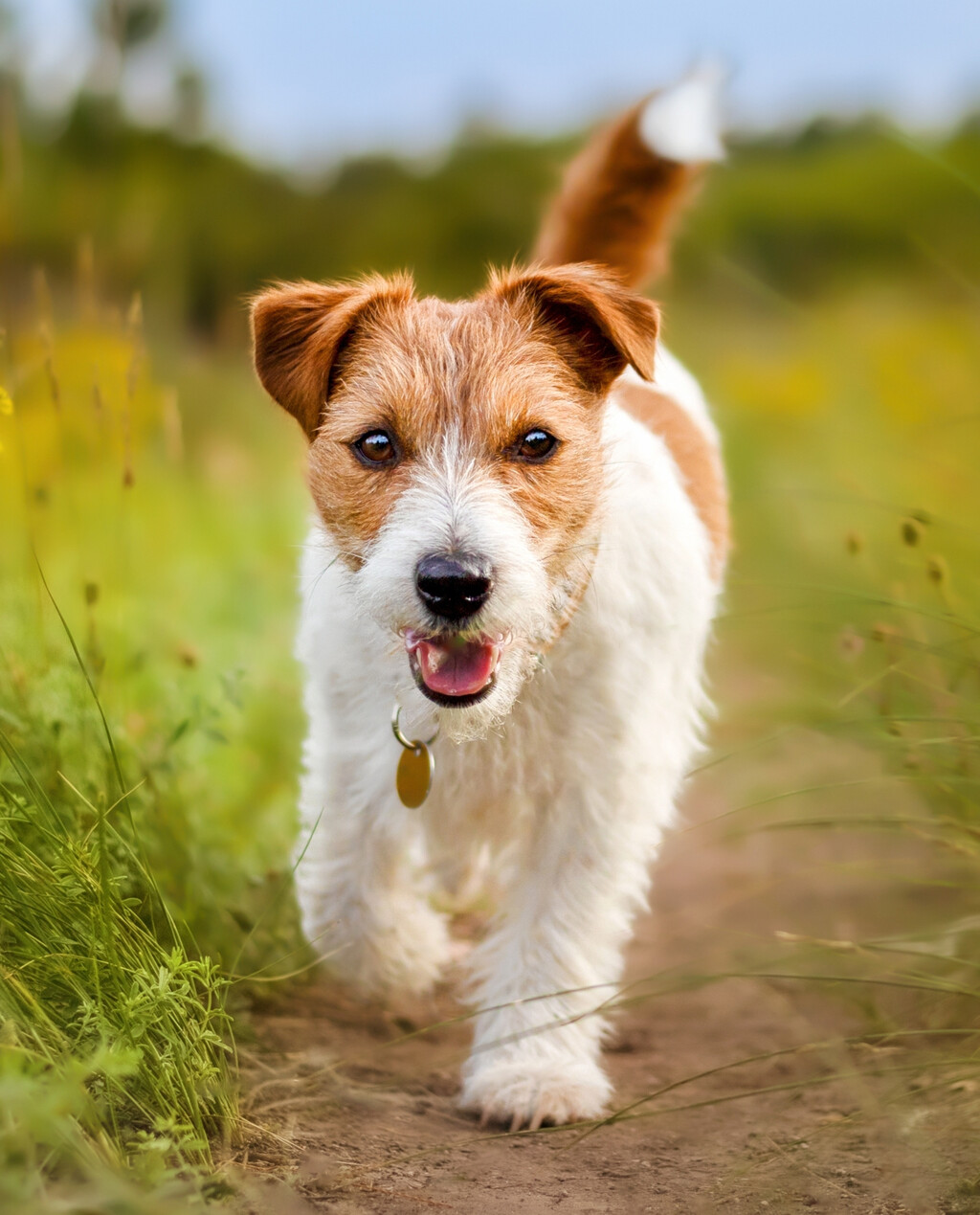 Jack Russellov terijer
