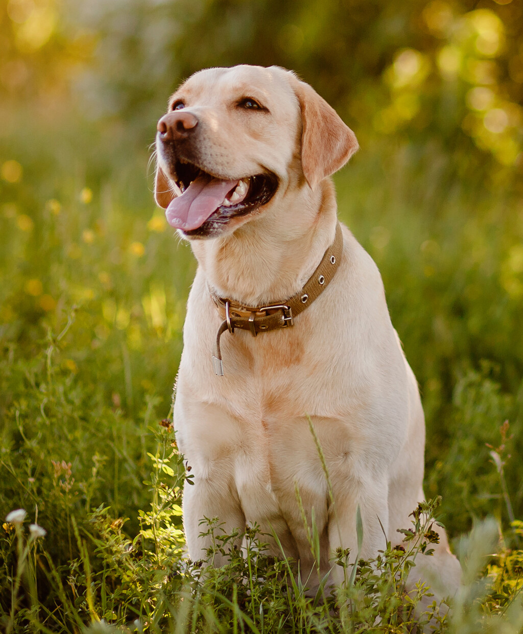Labrador retriver