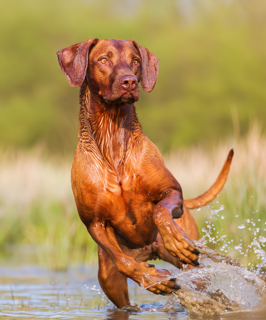 Rodezijski gonič lavova