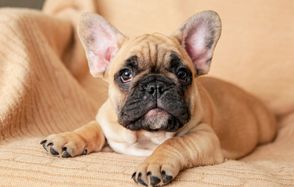 Štene francuskog buldoga