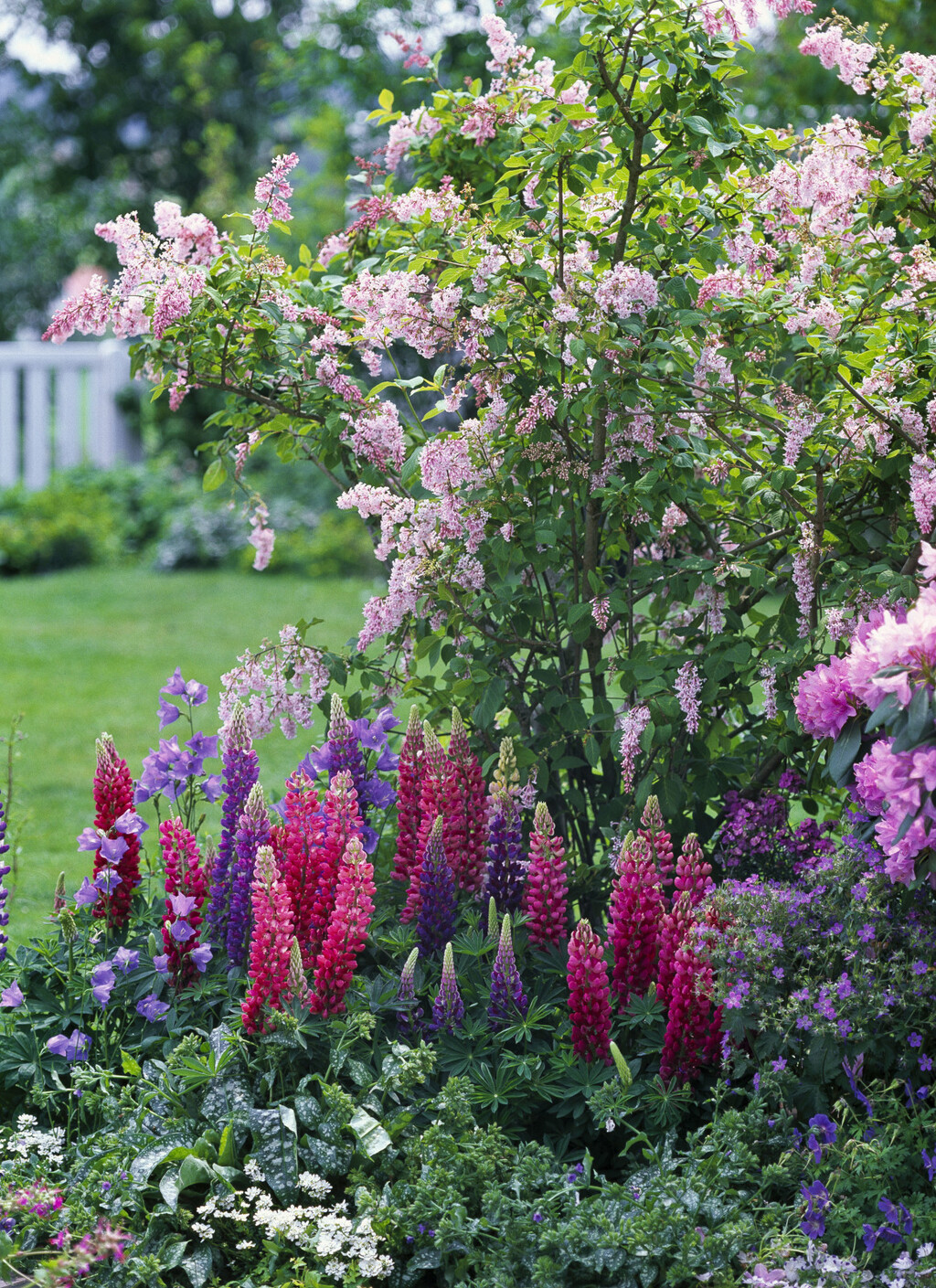 Plućnjak je cvijet koji stvara guste, dekorativne busene - 7