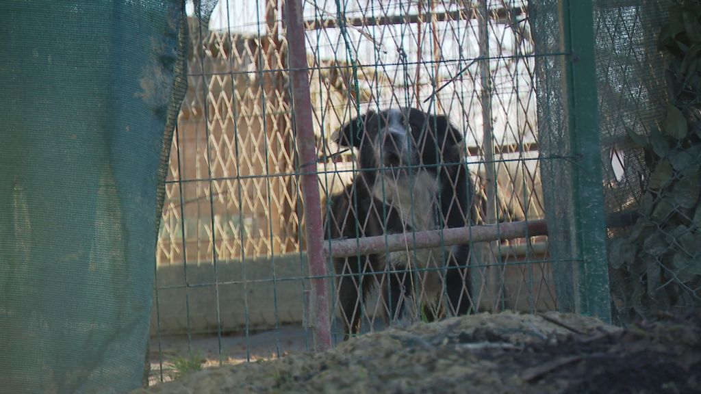 Poziv: Divlja skloništa za životinje