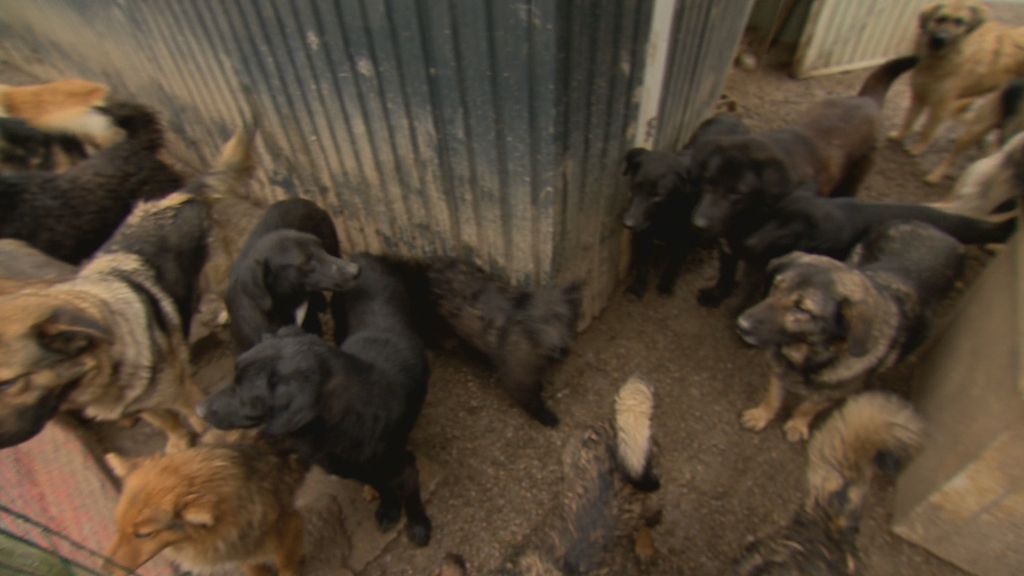 Poziv: Divlja skloništa za životinje