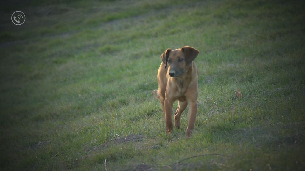Divlja skloništa za životinje