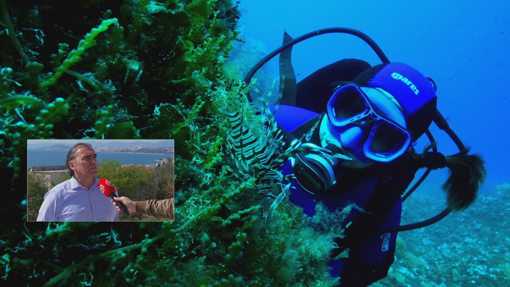 Opasna vrsta u Jadranu