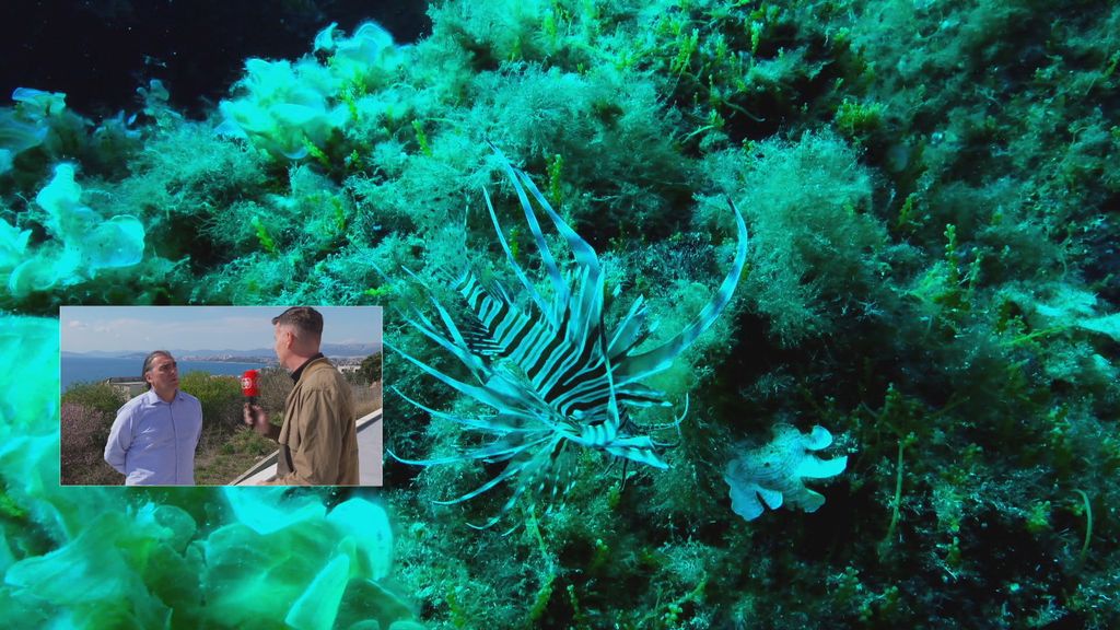 Opasna vrsta u Jadranu