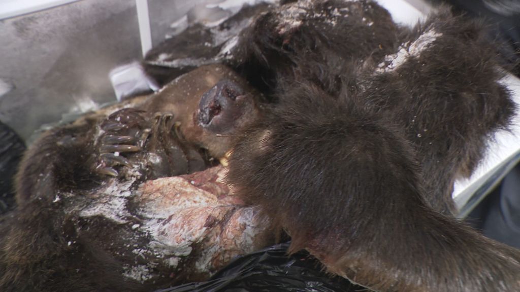 Bizarna zapljena na carinskom pregledu