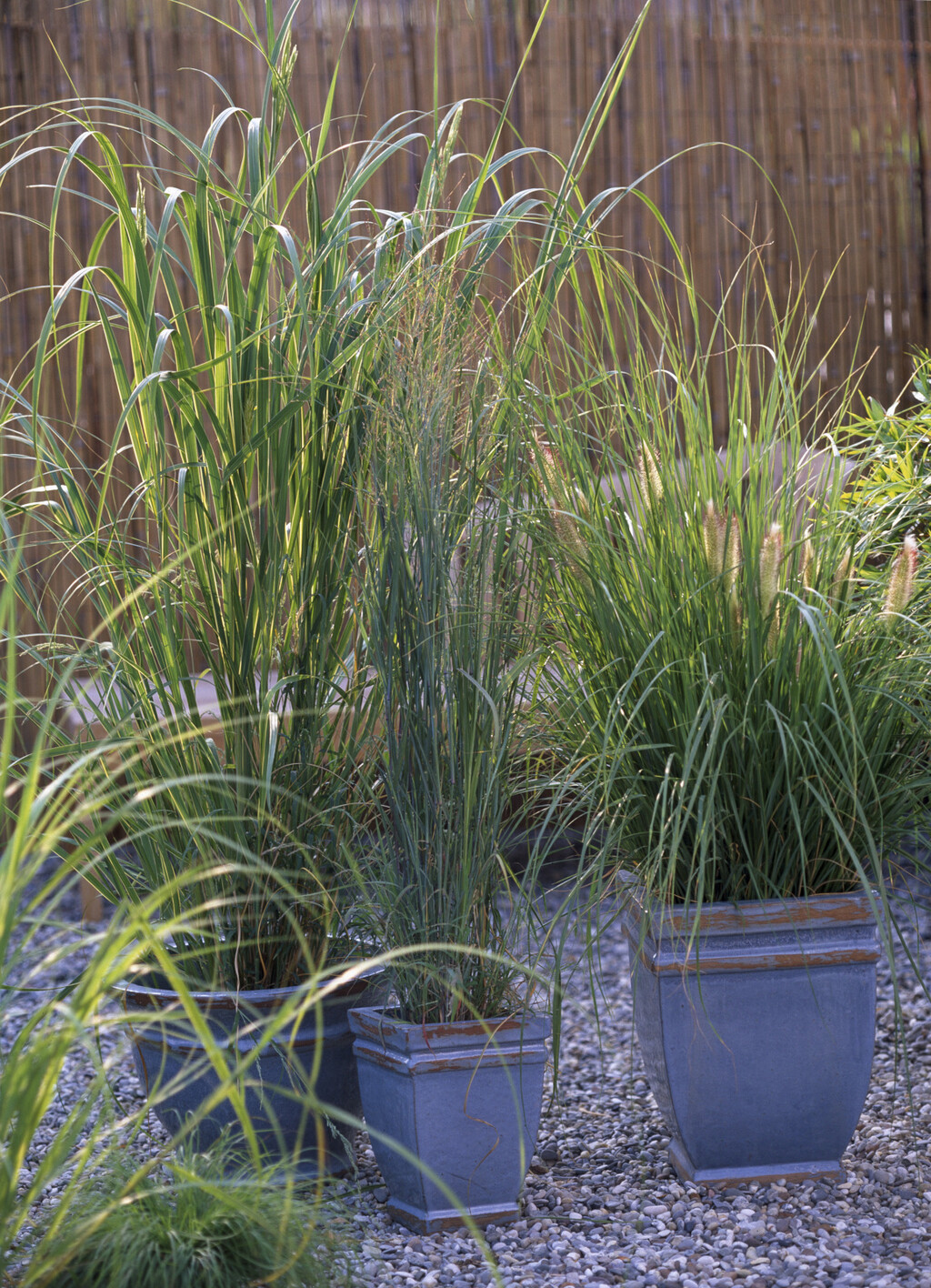 Lažni bambus (panicum) višegodišnja je trava koja cvate u proljeće do ljeta, a zbog visine idealna je za rubne gredice i ukrasne tegle - 2