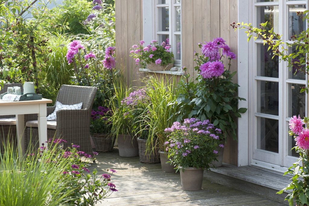 Lažni bambus (panicum) višegodišnja je trava koja cvate u proljeće do ljeta, a zbog visine idealna je za rubne gredice i ukrasne tegle - 6