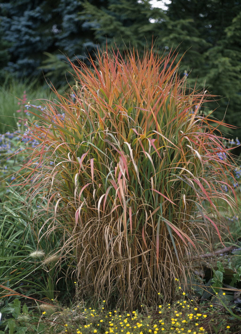 Lažni bambus (panicum) višegodišnja je trava koja cvate u proljeće do ljeta, a zbog visine idealna je za rubne gredice i ukrasne tegle - 8
